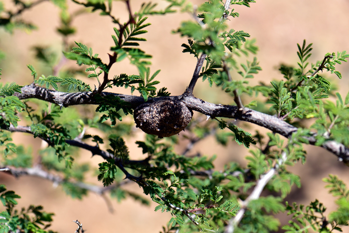 Catclaw Mimosa has small green deciduous leaves that are pinnately compound with 8 or more leaflets. The leaflets are linear to oblong. Note also the presence of the large insect gall. Insect galls are quite common on Catclaw Mimosa. Mimosa aculeaticarpa biuncifera 